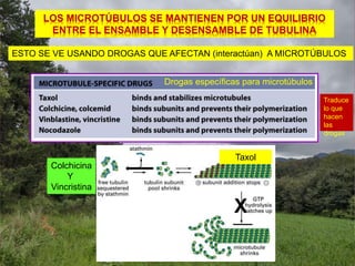 LOS MICROTÚBULOS SE MANTIENEN POR UN EQUILIBRIO
ENTRE EL ENSAMBLE Y DESENSAMBLE DE TUBULINA
ESTO SE VE USANDO DROGAS QUE AFECTAN (interactúan) A MICROTÚBULOS
Taxol
Colchicina
Y
Vincristina
X
Drogas específicas para microtúbulos
Traduce
lo que
hacen
las
drogas
 