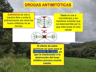 Colchicina se une a
tubulina libre y evita la
polimerización por tanto los
husos mitóticos no se
forman
Taxol se une a
microtúbulos y los
mantiene evitando que
se desensamble por lo
que interrumpe el ciclo
celular
El efecto de estos
químicos se usan para el
tratamiento de cáncer, ya
que la inactivación o la
destrucción del huso
mitótico provoca muerte
celular.
DROGAS ANTIMITÓTICAS
 