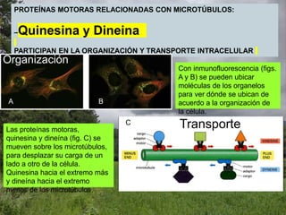 PROTEÍNAS MOTORAS RELACIONADAS CON MICROTÚBULOS:
–Quinesina y Dineina
PARTICIPAN EN LA ORGANIZACIÓN Y TRANSPORTE INTRACELULAR
Organización
Transporte
Las proteínas motoras,
quinesina y dineína (fig. C) se
mueven sobre los microtúbulos,
para desplazar su carga de un
lado a otro de la célula.
Quinesina hacia el extremo más
y dineína hacia el extremo
menos de los microtúbulos.
Con inmunofluorescencia (figs.
A y B) se pueden ubicar
moléculas de los organelos
para ver dónde se ubican de
acuerdo a la organización de
la célula.
A B
C
 