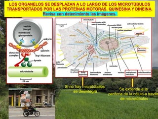 LOS ORGANELOS SE DESPLAZAN A LO LARGO DE LOS MICROTÚBULOS
TRANSPORTADOS POR LAS PROTEÍNAS MOTORAS, QUINESINA Y DINEINA.
Revisa con detenimiento las imágenes.
Si no hay microtúbulos
se desintegra
Se extiende a la
periferia de la célula a través
de microtúbulos
 