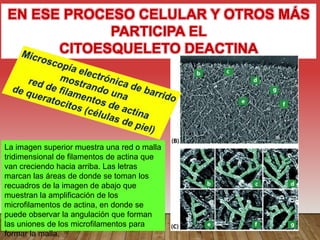 EN ESE PROCESO CELULAR Y OTROS MÁS
PARTICIPA EL
CITOESQUELETO DEACTINA
La imagen superior muestra una red o malla
tridimensional de filamentos de actina que
van creciendo hacia arriba. Las letras
marcan las áreas de donde se toman los
recuadros de la imagen de abajo que
muestran la amplificación de los
microfilamentos de actina, en donde se
puede observar la angulación que forman
las uniones de los microfilamentos para
formar la malla.
 