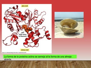 La forma de la proteína actina se semeja al la forma de una almeja
abierta.
 