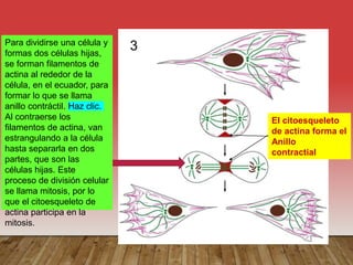 El citoesqueleto
de actina forma el
Anillo
contractial
Para dividirse una célula y
formas dos células hijas,
se forman filamentos de
actina al rededor de la
célula, en el ecuador, para
formar lo que se llama
anillo contráctil. Haz clic.
Al contraerse los
filamentos de actina, van
estrangulando a la célula
hasta separarla en dos
partes, que son las
células hijas. Este
proceso de división celular
se llama mitosis, por lo
que el citoesqueleto de
actina participa en la
mitosis.
3
 