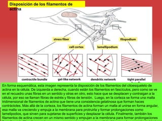 Disposición de los filamentos de
actina
En forma esquemática, esta imagen representa la disposición de los filamentos del citoesqueleto de
actina en la célula. De izquierda a derecha, cuando están los filamentos en fascículos, pero como se ve
en el recuadro unas fibras en un sentido y otras en otro, esto hace que se desplacen y contraigan a la
célula, por eso se llaman fibras de estrés y fibras de tensión. Luego, en la corteza se forma una malla
tridimensional de filamentos de actina que tiene una consistencia gelatinosa que forman haces
contráctoles. Más allá de la corteza, los filamentos de actina forman un malla al unirse en forma angular,
esa malla va creciendo y empuja a la membrana para protruirla y formar prolongaciones como
lamelipodios, que sirven para sujetarse de superficies y desplazar la célula. Finalmente, también los
filamentos de actina crecen en un mismo sentido y empujan a la membrana para formar prolongaciones
 