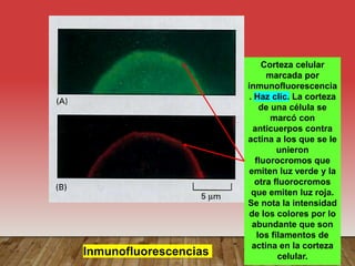 Corteza celular
marcada por
inmunofluorescencia
. Haz clic. La corteza
de una célula se
marcó con
anticuerpos contra
actina a los que se le
unieron
fluorocromos que
emiten luz verde y la
otra fluorocromos
que emiten luz roja.
Se nota la intensidad
de los colores por lo
abundante que son
los filamentos de
actina en la corteza
celular.
Inmunofluorescencias
 