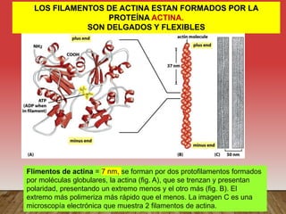 LOS FILAMENTOS DE ACTINA ESTAN FORMADOS POR LA
PROTEÍNA ACTINA.
SON DELGADOS Y FLEXIBLES
Flimentos de actina = 7 nm, se forman por dos protofilamentos formados
por moléculas globulares, la actina (fig. A), que se trenzan y presentan
polaridad, presentando un extremo menos y el otro más (fig. B). El
extremo más polimeriza más rápido que el menos. La imagen C es una
microscopía electrónica que muestra 2 filamentos de actina.
 