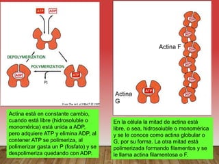 Actina está en constante cambio,
cuando está libre (hidrosoluble o
monomérica) está unida a ADP,
pero adquiere ATP y elimina ADP, al
contener ATP se polimeriza, al
polimerizar gasta un P (fosfato) y se
despolimeriza quedando con ADP.
En la célula la mitad de actina está
libre, o sea, hidrosoluble o monomérica
y se le conoce como actina globular o
G, por su forma. La otra mitad está
polimerizada formando filamentos y se
le llama actina filamentosa o F.
Actina
G
Actina F
 