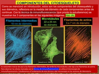 10 nm
22 a 25
nm
3 a 7 nm
COMPONENTES DEL CITOESQUELETO
Microtúbulos
22 a 25 nm
de diámetro
Filamentos intermedios
10 nm de diámetro
Filamentos de actina
3 a 7 nm de diámetro
Es costumbre marcar de azul a los filamentos intermedios, de verde los microtúbulos y de rojo a los filamentos de actina.
Para observar las células marcadas con la técnica de inmunofluorescencia se utiliza el microscopio de
inmunofluorescencia. Estudiaremos el fundamento de esta técnica y del microscopio en las sesiones de laboratorio.
Como se mencionó en introducción, estos son los componentes del citoesqueleto y
sus diámetros, reflexiona en la medida del diámetro de cada componentes antes de
continuar. Con la técnica de inmunofluorescencia (que pronto la estudiaremos) se
muestran los 3 componentes en las siguientes imágenes. Haz clic
Darnell et al., 2005
Darnell et al., 2005
Darnell et al., 2005
 