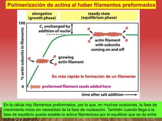 Polimerización de actina al haber filamentos preformados
Es más rápida la formación de un filamento
En la célula hay filamentos preformados, por lo que, en muchas ocasiones, la fase de
crecimiento inicia sin necesidad de la fase de nucleación. También cuando llega a la
fase de equilibrio queda estable la actina filamentosa por el equilibrio que se da entre
actina G y actina F.
 