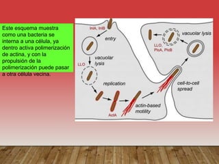 Este esquema muestra
como una bacteria se
interna a una célula, ya
dentro activa polimerización
de actina, y con la
propulsión de la
polimerización puede pasar
a otra célula vecina.
 