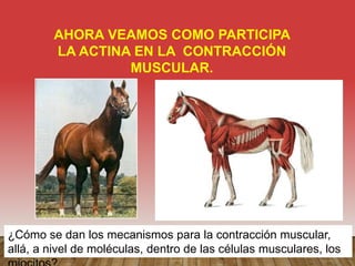 AHORA VEAMOS COMO PARTICIPA
LA ACTINA EN LA CONTRACCIÓN
MUSCULAR.
¿Cómo se dan los mecanismos para la contracción muscular,
allá, a nivel de moléculas, dentro de las células musculares, los
 