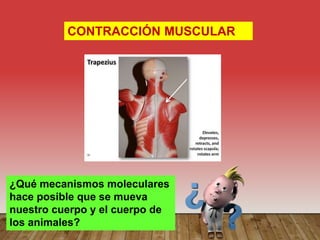 CONTRACCIÓN MUSCULAR
¿Qué mecanismos moleculares
hace posible que se mueva
nuestro cuerpo y el cuerpo de
los animales?
 
