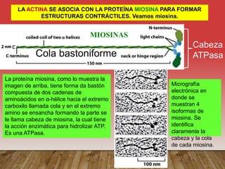 LA ACTINA SE ASOCIA CON LA PROTEÍNA MIOSINA PARA FORMAR
ESTRUCTURAS CONTRÁCTILES. Veamos miosina.
MIOSINAS
Cabeza
ATPasa
Cola bastoniforme
La proteína miosina, como lo muestra la
imagen de arriba, tiene forma da bastón
compuesta de dos cadenas de
aminoácidos en α-hélice hacia el extremo
carboxilo llamada cola y en el extremo
amino se ensancha formando la parte se
le llama cabeza de miosina, la cual tiene
la acción enzimática para hidrolizar ATP.
Es una ATPasa.
Micrografía
electrónica en
donde se
muestran 4
isoformas de
miosina. Se
identifica
claramente la
cabeza y la cola
de cada miosina.
 
