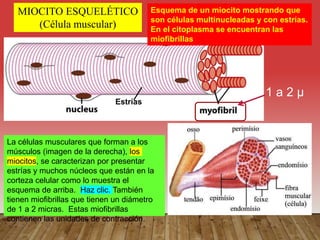 MIOCITO ESQUELÉTICO
(Célula muscular)
1 a 2 µ
La células musculares que forman a los
músculos (imagen de la derecha), los
miocitos, se caracterizan por presentar
estrías y muchos núcleos que están en la
corteza celular como lo muestra el
esquema de arriba. Haz clic. También
tienen miofibrillas que tienen un diámetro
de 1 a 2 micras. Estas miofibrillas
contienen las unidades de contracción.
Esquema de un miocito mostrando que
son células multinucleadas y con estrías.
En el citoplasma se encuentran las
miofibrillas
Estrías
 