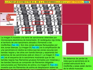LA UNIDAD ESTRUCTURAL DE LA MIOFIBRILLA ES LA SARCÓMERA. Ha clic.
La imagen A muestra una serie de sarcómeras obtenidas por
microscopía electrónica de transmisión. El rectángulos rojo limita
el territorio de una sarcómera ubicada o formando a las
miofibrillas (haz clic). Son dos zonas oscuras flanqueadas por
dos zonas blancas. La imagen B (haz clic) es la amplificación de
una sarcómera en dodne se indica que las zonas oscuras son
bandas negras y las otras son banda blancas y separando los
extremos de las sarcómeras está en disco Z. La imagen C (haz
clic) es el esquema de la sarcómera mostrando que en las
bandas negras hay filamentos gruesos formados por miosinas y
las bandas blancas se componen de filamentos delgados
estructurados por filamentos de actina y la imagen D (haz clic)
muestra que los filamentos de actina se desplazaron sobre los
No debemos de perder de
vista que la sarcómera es la
unidad estructural de la
miofibrilla y estas están dentro
de la célula muscular.
 