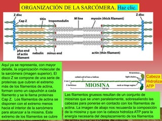 ORGANIZACIÓN DE LA SARCÓMERA. Haz clic.
MIOSINA
Cabeza
Hidroliza
ATP
Aquí ya se representa, con mayor
detalle, la organización molecular de
la sarcómera (imagen superior). El
disco Z se compone de una serie de
proteínas que cubren el extremo
más de los filamentos de actina,
forman como un capuchón a cada
filamento y se le llama proteínas
Cap Z. Los filamentos de actina se
disponen con el extremo menos
hacia el interior de la sarcómera
para alcanzar a la miosina. Este
extremo de los filamentos se cubre
Las filamentos gruesos resultan de un conjunto de
miosinas que se unen paralelamente, sobresaliendo las
cabezas para ponerse en contacto con los filamentos de
actina. La imagen de abajo nos recuaerda la composición
de la miosina y que con la cabeza hidroliza ATP para la
energía necesaria del desplazamiento de los filamentos
 