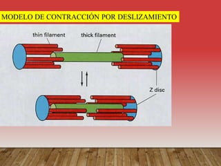 MODELO DE CONTRACCIÓN POR DESLIZAMIENTO
 