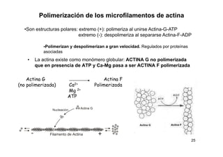 Citoesqueleto 2º Bto [Modo De Compatibilidad] | PDF