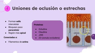 Comprehensive Overview of Cytoskeleton, Cell Junctions, and Membrane ...