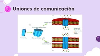 Comprehensive Overview of Cytoskeleton, Cell Junctions, and Membrane ...