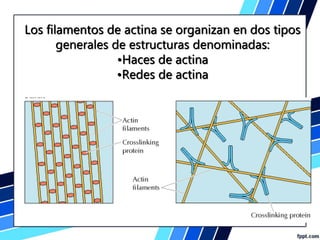 Citoesqueleto movimiento mediado microfilamentos.pdf