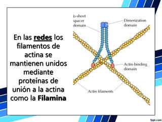 Citoesqueleto movimiento mediado microfilamentos.pdf