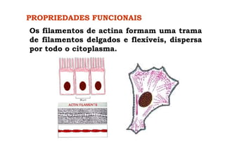 PROPRIEDADES FUNCIONAIS
Os filamentos de actina formam uma trama
de filamentos delgados e flexíveis, dispersa
por todo o citoplasma.
 