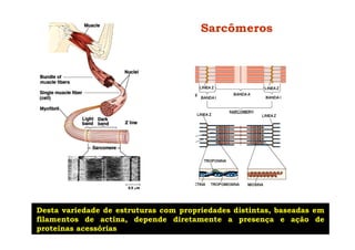Sarcômeros
Desta variedade de estruturas com propriedades distintas, baseadas em
filamentos de actina, depende diretamente a presença e ação de
proteínas acessórias
 