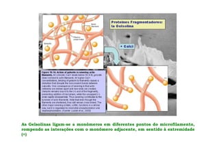 As Gelsolinas ligam-se a monômeros em diferentes pontos do microfilamento,
rompendo as interações com o monômero adjacente, em sentido à extremidade
(+)
 