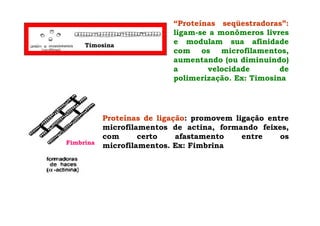 Timosina
“Proteínas seqüestradoras”:
ligam-se a monômeros livres
e modulam sua afinidade
com os microfilamentos,
aumentando (ou diminuindo)
a velocidade de
polimerização. Ex: Timosina
Proteínas de ligação: promovem ligação entre
microfilamentos de actina, formando feixes,
com certo afastamento entre os
microfilamentos. Ex: FimbrinaFimbrina
 