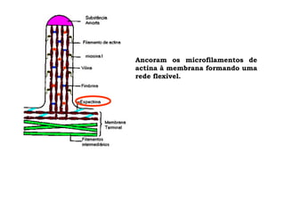 Ancoram os microfilamentos de
actina à membrana formando uma
rede flexível.
 