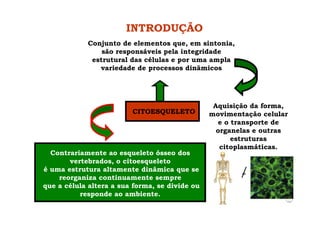 INTRODUÇÃO
CITOESQUELETO
Conjunto de elementos que, em sintonia,
são responsáveis pela integridade
estrutural das células e por uma ampla
variedade de processos dinâmicos
Aquisição da forma,
movimentação celular
e o transporte de
organelas e outras
estruturas
citoplasmáticas.
Contrariamente ao esqueleto ósseo dos
vertebrados, o citoesqueleto
é uma estrutura altamente dinâmica que se
reorganiza continuamente sempre
que a célula altera a sua forma, se divide ou
responde ao ambiente.
=
 