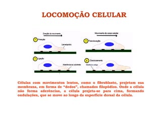 Células com movimentos lentos, como o fibroblasto, projetam sua
membrana, em forma de “dedos”, chamados filopódios. Onde a célula
não forma aderências, a célula projeta-se para cima, formando
ondulações, que se move ao longo da superfície dorsal da célula.
LOCOMOÇÃO CELULAR
 
