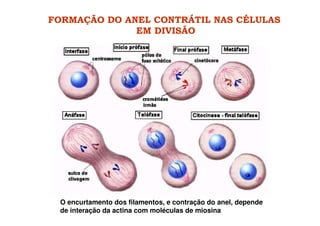 FORMAÇÃO DO ANEL CONTRÁTIL NAS CÉLULAS
EM DIVISÃO
O encurtamento dos filamentos, e contração do anel, depende
de interação da actina com moléculas de miosina
 