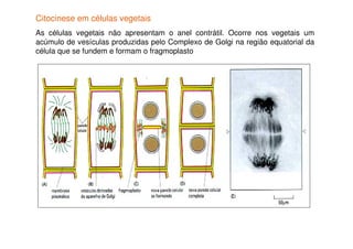 Citocinese em células vegetais
As células vegetais não apresentam o anel contrátil. Ocorre nos vegetais um
acúmulo de vesículas produzidas pelo Complexo de Golgi na região equatorial da
célula que se fundem e formam o fragmoplasto
 