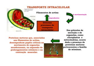Diversos
processos de
transporte
intracelular
Filamentos de actina
Dos grânulos de
secreção e de
organelas, como
cloroplastos e
mitocôndrias, ocorre
dada a presença de
proteínas motoras
pertencentes a família
de miosinas.
dependentes
A movimentação
Proteínas motoras que, associadas
aos filamentos de actina,
desempenham papéis críticos no
movimento de organelas
membranosas, na expansão de
prolongamentos celulares e na
contração muscular.
TRANSPORTE INTRACELULAR
 