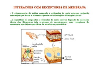INTERAÇÕES COM RECEPTORES DE MEMBRANA
. O citoesqueleto de actina responde a estímulos do meio externo, sofrendo
rearranjos que levam a mudanças gerais da morfologia e fisiologia celular.
. A capacidade de responder a estímulos do meio externo depende da interação
direta dos filamentos (via proteínas de acoplamento) com receptores de
membrana em sítios específicos da membrana plasmática.
 