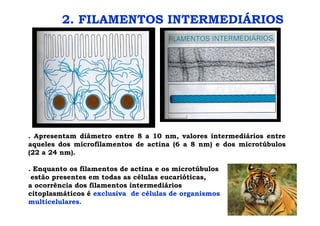2. FILAMENTOS INTERMEDIÁRIOS
. Apresentam diâmetro entre 8 a 10 nm, valores intermediários entre
aqueles dos microfilamentos de actina (6 a 8 nm) e dos microtúbulos
(22 a 24 nm).
. Enquanto os filamentos de actina e os microtúbulos
estão presentes em todas as células eucarióticas,
a ocorrência dos filamentos intermediários
citoplasmáticos é exclusiva de células de organismos
multicelulares.
 