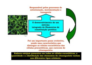 O desenvolvimento de um
sistema
integrado de filamentos de
constituição protéica
Responsável pelos processos de
estruturação, movimentação e
transporte
Foi um importante passo evolutivo,
sendo uma característica que
distingue as células eucarióticas das
células procarióticas, que carecem de
citoesqueleto.
Embora estejam presentes em todas as células eucarióticas, a
quantidade e a distribuição dos elementos do citoesqueleto variam
nos diferentes tipos celulares.
 
