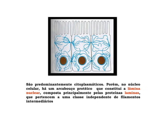 São predominantemente citoplasmáticos. Porém, no núcleo
celular, há um arcabouço protéico que constitui a lâmina
nuclear, composta principalmente pelas proteínas laminas,
que pertencem a uma classe independente de filamentos
intermediários
 