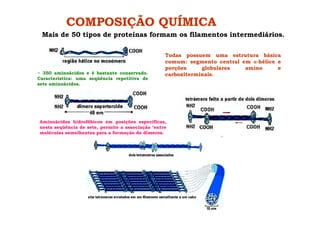 COMPOSIÇÃO QUÍMICA
Mais de 50 tipos de proteínas formam os filamentos intermediários.
Todas possuem uma estrutura básica
comum: segmento central em -hélice e
porções globulares amino e
carboxiterminais.~ 350 aminoácidos e é bastante conservado.
Caracteristica: uma seqüência repetitiva de
sete aminoácidos.
Aminoácidos hidrofóbicos em posições específicas,
nesta seqüência de sete, permite a associação ‘entre
moléculas semelhantes para a formação de dímeros.
 