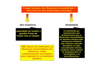 O papel mecânico dos filamentos intermediários é
decorrente de duas propriedades principais
Alta resistência Estabilidade
capacidade de resistir a
grandes forças de
tração sem se romper.
È confirmada por
experimentos que
demonstraram que os
filamentos intermediários
se mantêm estáveis após
tratamentos drásticos
com soluções contendo
detergente ou altas
concentrações iônicas,
condições estas capazes
de despolimerizar os
microtúbulos e os
microfilamentos
OBS: Apesar de resistentes, os
filamentos intermediários são
dinâmicos, sendo
constantemente rearranjados
para responder às necessidades
celulares.
 