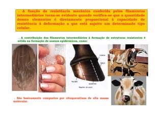 . A função de resistência mecânica conferida pelos filamentos
intermediários torna-se evidente quando verifica-se que a quantidade
desses elementos é diretamente proporcional à capacidade de
resistência à deformação a que está sujeito um determinado tipo
celular.
. A contribuição dos filamentos intermediários à formação de estruturas resistentes é
nítida na formação de anexos epidérmicos, como:
. São basicamente compostos por citoqueratinas de alta massa
molecular.
 