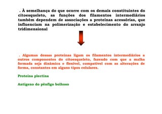 . À semelhança do que ocorre com os demais constituintes do
citoesqueleto, as funções dos filamentos intermediários
também dependem de associações a proteínas acessórias, que
influenciam na polimerização e estabelecimento do arranjo
tridimensional
. Algumas dessas proteínas ligam os filamentos intermediários a
outros componentes do citoesqueleto, fazendo com que a malha
formada seja dinâmica e flexível, compatível com as alterações de
forma, constantes em alguns tipos celulares.
Proteína plectina
Antígeno do pênfigo bolhoso
 