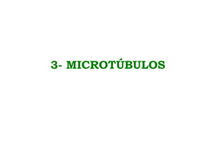 3- MICROTÚBULOS
 