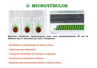 3- MICROTÚBULOS
Estrutura cilíndricas, aparentemente ocas, com aproximadamente 25 nm de
diâmetro que se estendem por todo o citoplasma.
. Envolvidos na determinação da forma celular;
. Organização do citoplasma;
. Transporte intracelular de vesículas e organelas;
. Variedade de movimentos celulares;
. Separação dos cromossomos durante a divisão celular.
 
