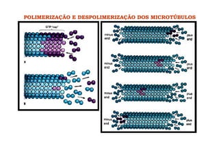 POLIMERIZAÇÃO E DESPOLIMERIZAÇÃO DOS MICROTÚBULOS
 