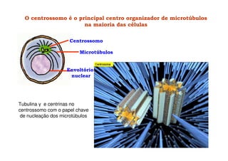 O centrossomo é o principal centro organizador de microtúbulos
na maioria das células
Envoltório
nuclear
Centrossomo
Microtúbulos
Tubulina γ e centrinas no
centrossomo com o papel chave
de nucleação dos microtúbulos
 