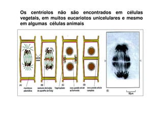 Os centríolos não são encontrados em células
vegetais, em muitos eucariotos unicelulares e mesmo
em algumas células animais
 