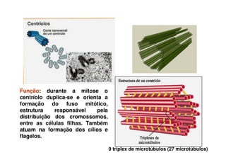 9 triplex de microtúbulos (27 microtúbulos)
Função: durante a mitose o
centríolo duplica-se e orienta a
formação do fuso mitótico,
estrutura responsável pela
distribuição dos cromossomos,
entre as células filhas. Também
atuam na formação dos cílios e
flagelos.
 
